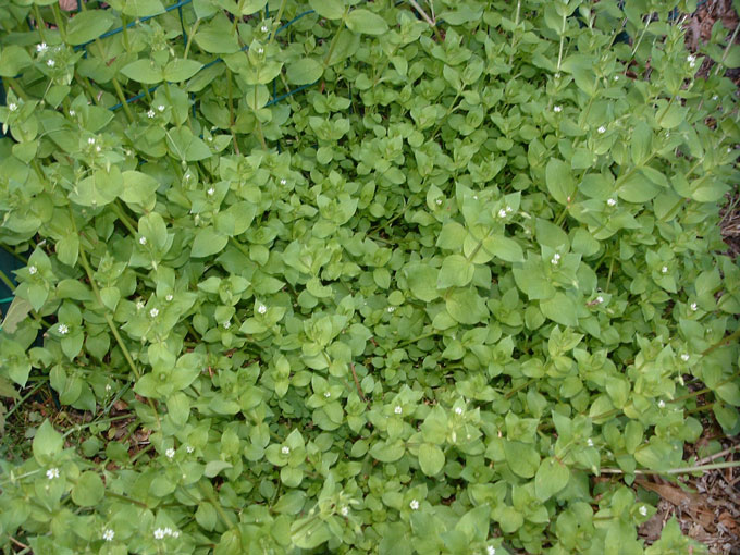 Photo of chickweed, a green ground cover with tiny white flowers.