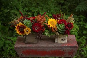 Dahlia May Flower Farm Quinte