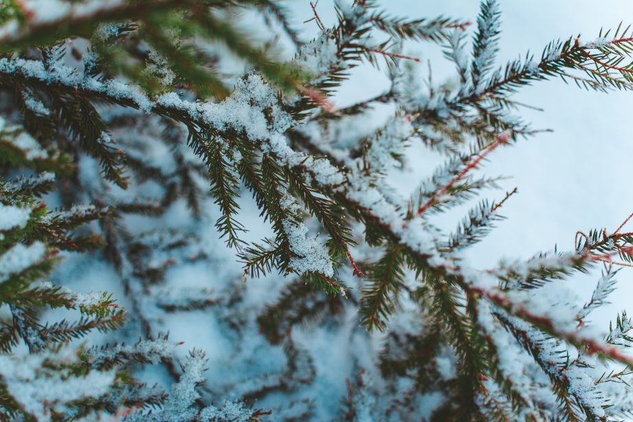 how to protect your trees from the winter weather