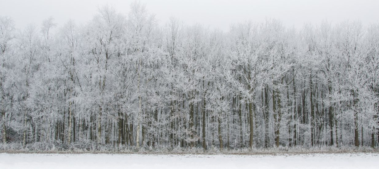 how to protect your trees from the winter weather