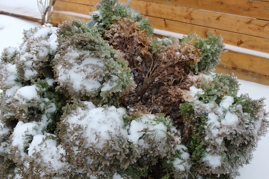 how to protect your tree from winter weather