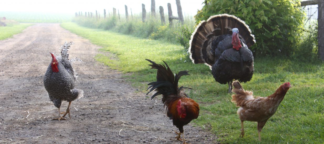 Chickens and a turkey roaming around a Bay of Quinte backyard.