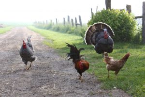 Chickens and a turkey roaming around a Bay of Quinte backyard.