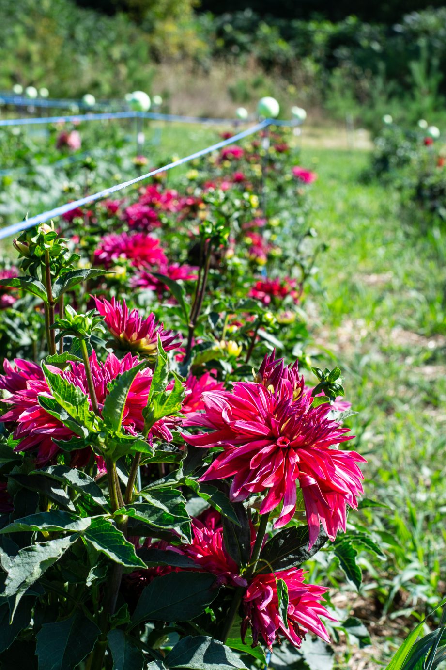 Pink flowers grown in a row at Dahlia May Flower Farm.