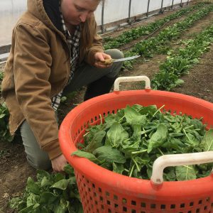 A person harvesting greens into an orange bin.