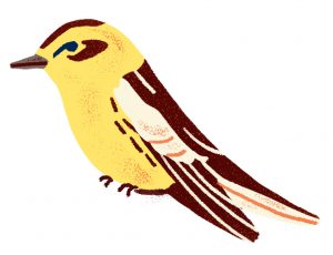 Warbler yellow bird illustration