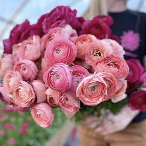 A person holding a bunch of ranunculus flowers.