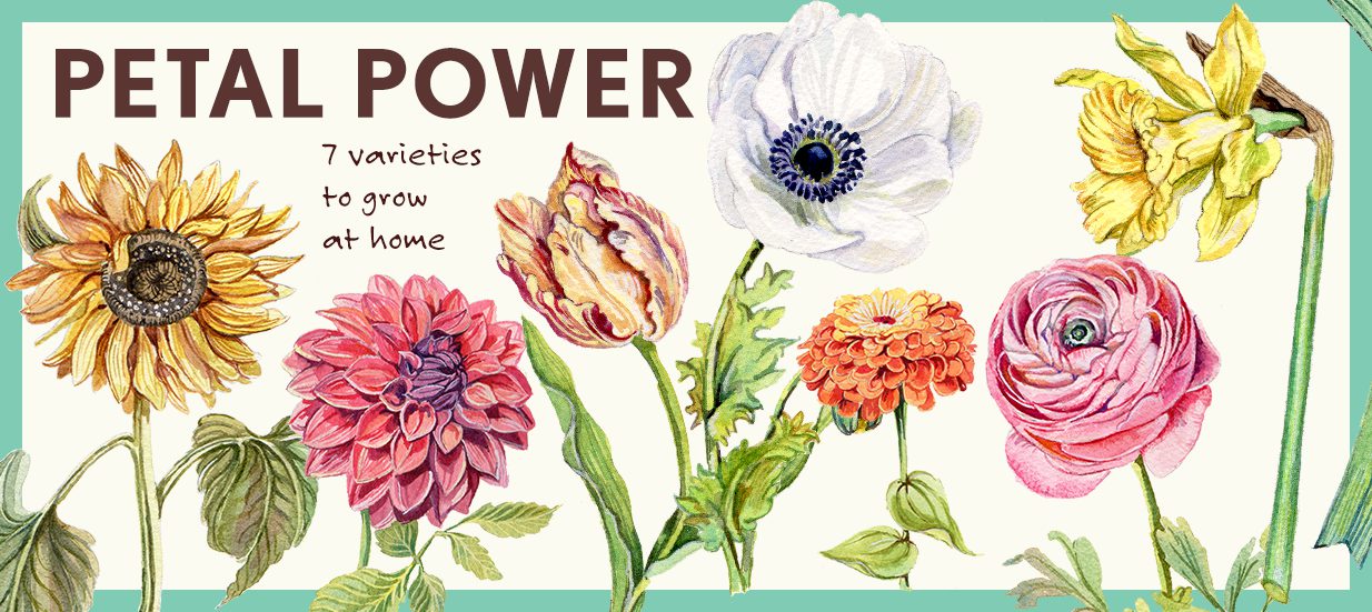 A white background with green border. Seven illustrated flowers, with text: Petal Power, 7 varieties to grow at home.