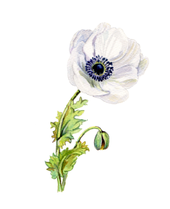 An illustration of a white anemone.