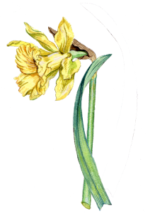 An illustration of a yellow daffodil.