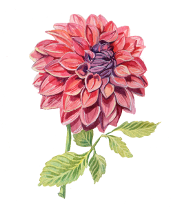 An illustration of a dahlia.