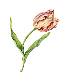 An illustration of a parrot tulip.