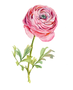 An illustration of a pink ranunculus.