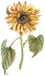 An illustration of a sunflower.