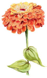 An illustration of an orange zinnia.