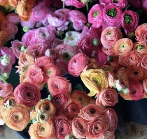 A colourful bunch of ranunculus in orange, pink and purple.