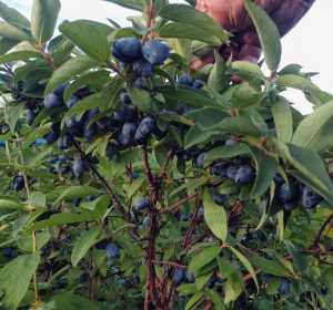 A branch with many green leaves and dark blue haskap berries at Palliser Downs.