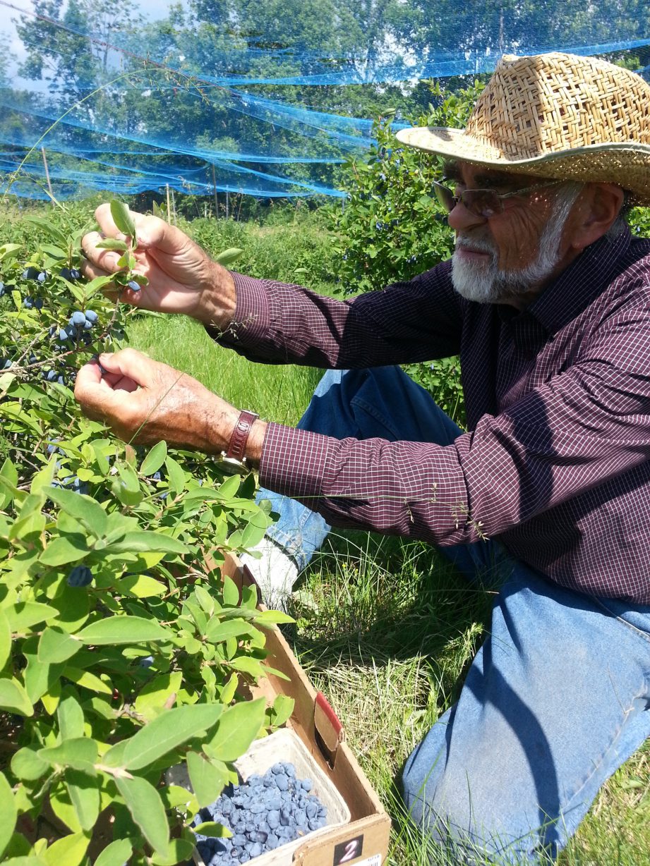 James Potts kneeling on grass underneath bird netting, tending to bushes of haskap berries.