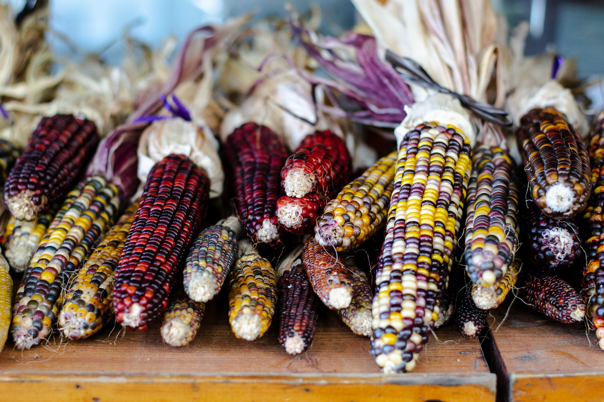 Piles of multi-coloured corn on a wooden shelf at Cheer Farms.