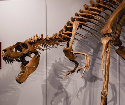 Skeleton of a Tyrannosaurus Rex that has been put on display at the Quinte Museum of Natural Hi story